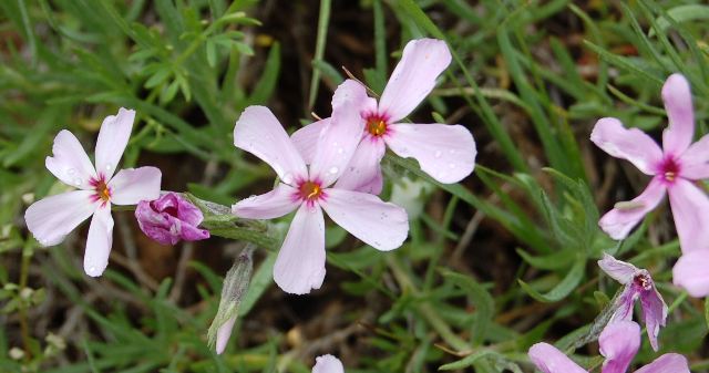 Phlox colubrina tentative